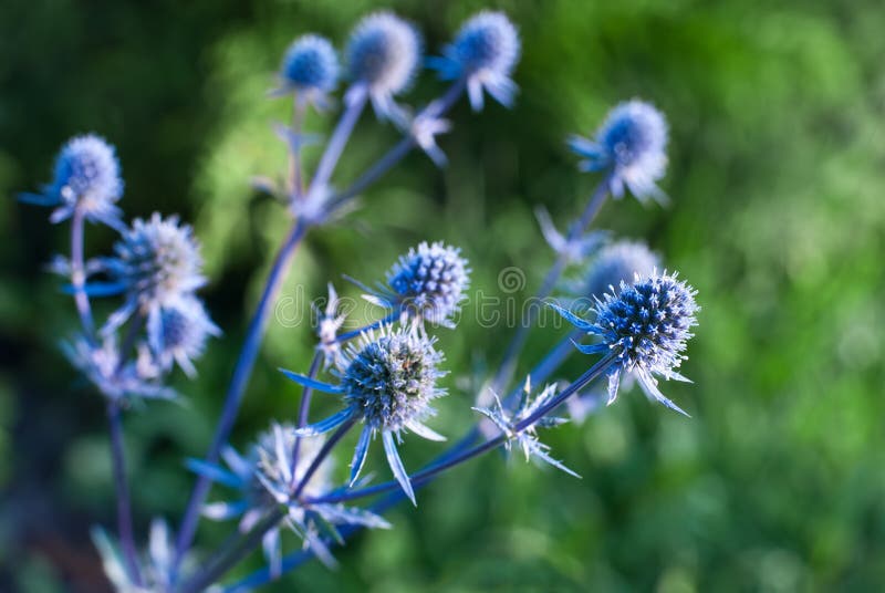 Eryngium Flacher DOF stockfotografie Eryngium Flacher DOF stockfotografie