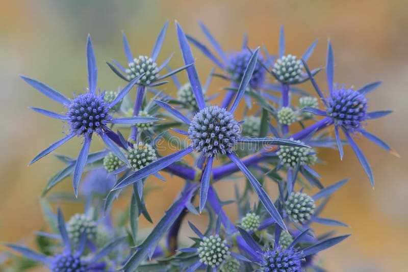 Eryngium flower stock photo. Image of national, perfume 12691722