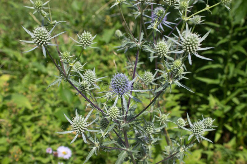 Eryngium flower Erýngium with thorny leaves and flowers beginning to bloom on a natural background. Eryngium flower Erýngium with thorny leaves and flowers beginning to bloom on a natural background