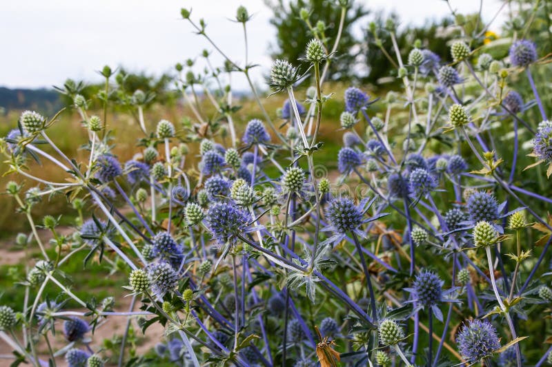 Eryngium Planum Or Blue Sea Holly - Flower Growing On Meadow. Wild Herb Plants