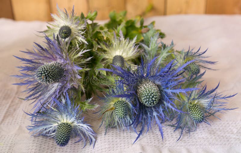 Eryngium planum Błękitny Denny holly kwitnie na tkaniny tle obraz stock Eryngium planum Błękitny Denny holly kwitnie na tkaniny tle obraz stock