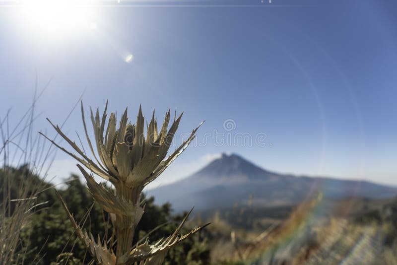 Eryngium Proteiflorum, Commonly Known As the Volcano Rose Stock Image