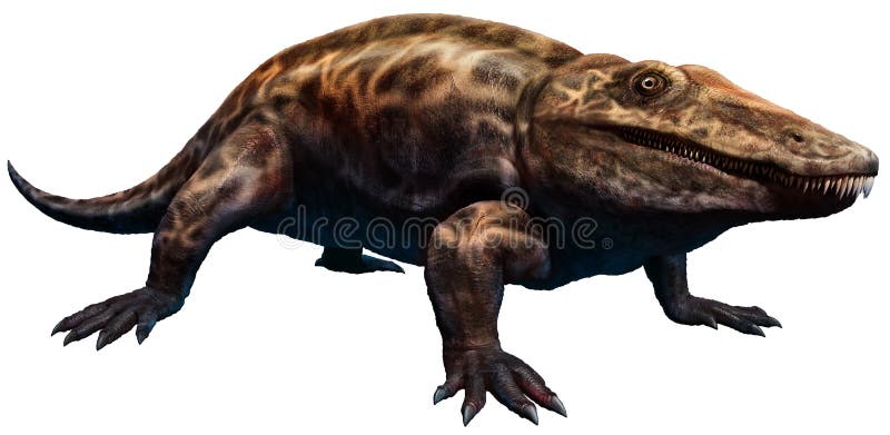 Prehistoric Amphibian, Carboniferous Tetrapod Stegocephalia ...