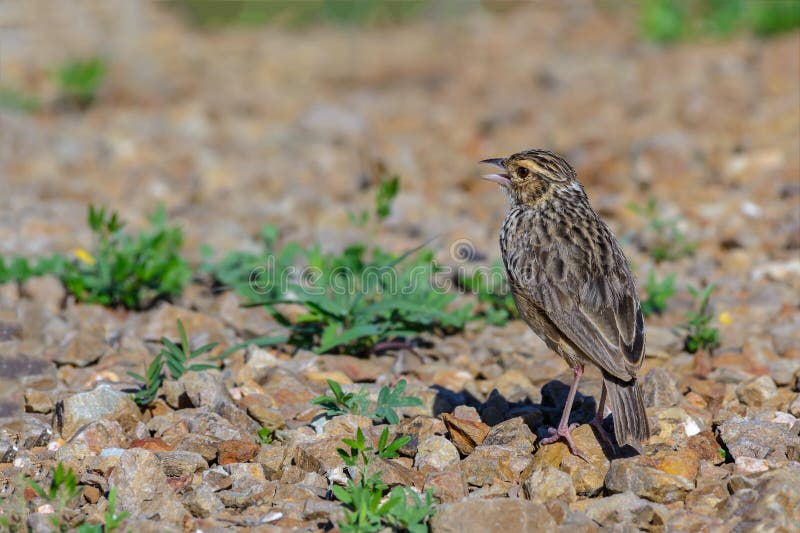 Erythrocephala indochino de Bushlark o de Mirafra imagenes de archivo Erythrocephala indochino de Bushlark o de Mirafra imagenes de archivo