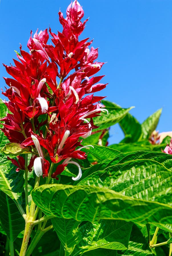 Megaskepasma erythrochlamys, commonly called Brazilian red cloak. This is an eye catching plant with white flowers on showy red bracts that tend to bleach out in full, hot sun. Megaskepasma erythrochlamys, commonly called Brazilian red cloak. This is an eye catching plant with white flowers on showy red bracts that tend to bleach out in full, hot sun.