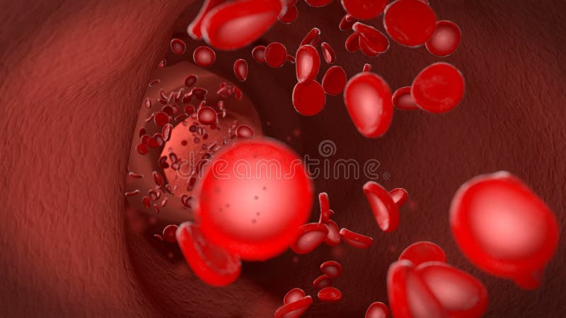 Erythrocytes för röd blodcell flödar till och med åder