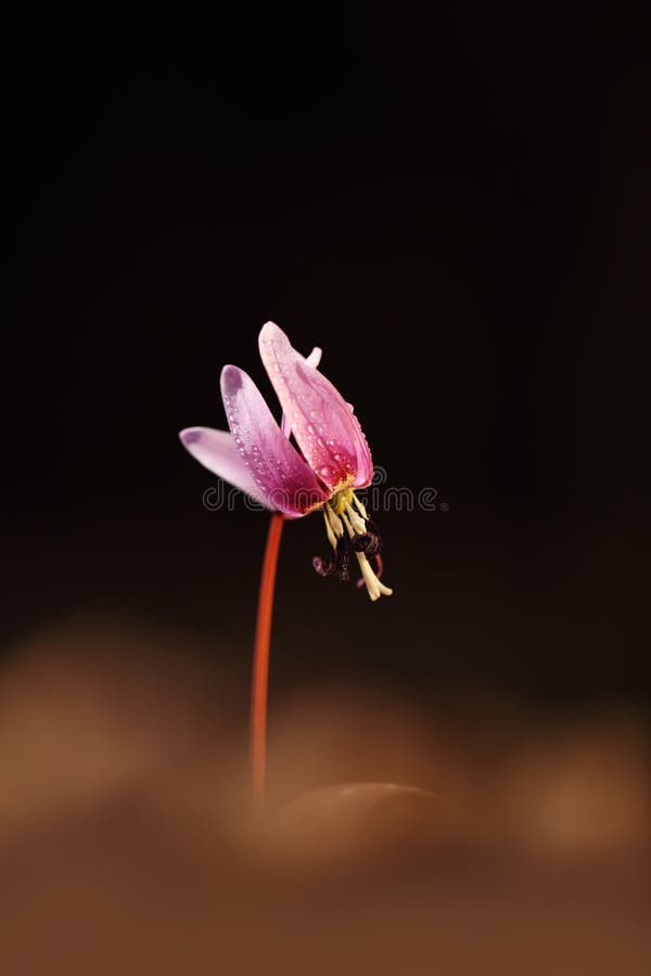 Erythronium canis Ja jest jedynymi gatunkami genus Erythronium który r w Europa fotografia royalty free Erythronium canis Ja jest jedynymi gatunkami genus Erythronium który r w Europa fotografia royalty free