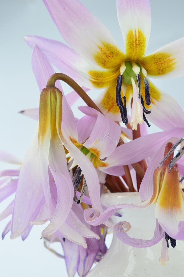 Erythronium canis lub fiołków kwiaty obrazy stock Erythronium canis lub fiołków kwiaty obrazy stock