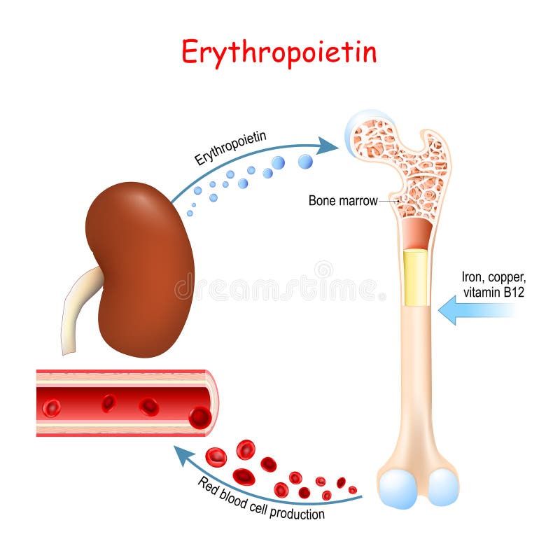 Erythropoetin Und Erythropoese Stock Abbildung Illustration Von erythropoetin-und-erythropoese-stock-abbildung-illustration-von
