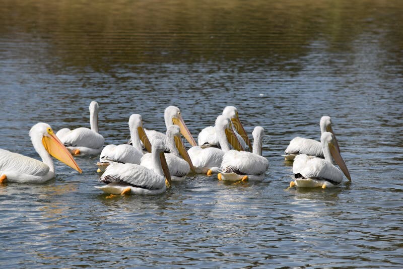 Erythrorhynchos americani del Pelecanus dei pellicani bianchi immagine stock libera da diritti Erythrorhynchos americani del Pelecanus dei pellicani bianchi immagine stock libera da diritti