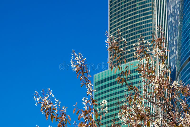 Es gibt einige Bäume von Kirschblüte in der Moskau-Stadt, das bedeutende Geschäftsgebiet von Moskau lizenzfreies stockbild Es gibt einige Bäume von Kirschblüte in der Moskau-Stadt, das bedeutende Geschäftsgebiet von Moskau lizenzfreies stockbild