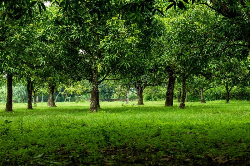 Es ist ein großer Mango-Obstgarten oder Garten. Mango ist eine berühmte Frucht von Asien stockbild