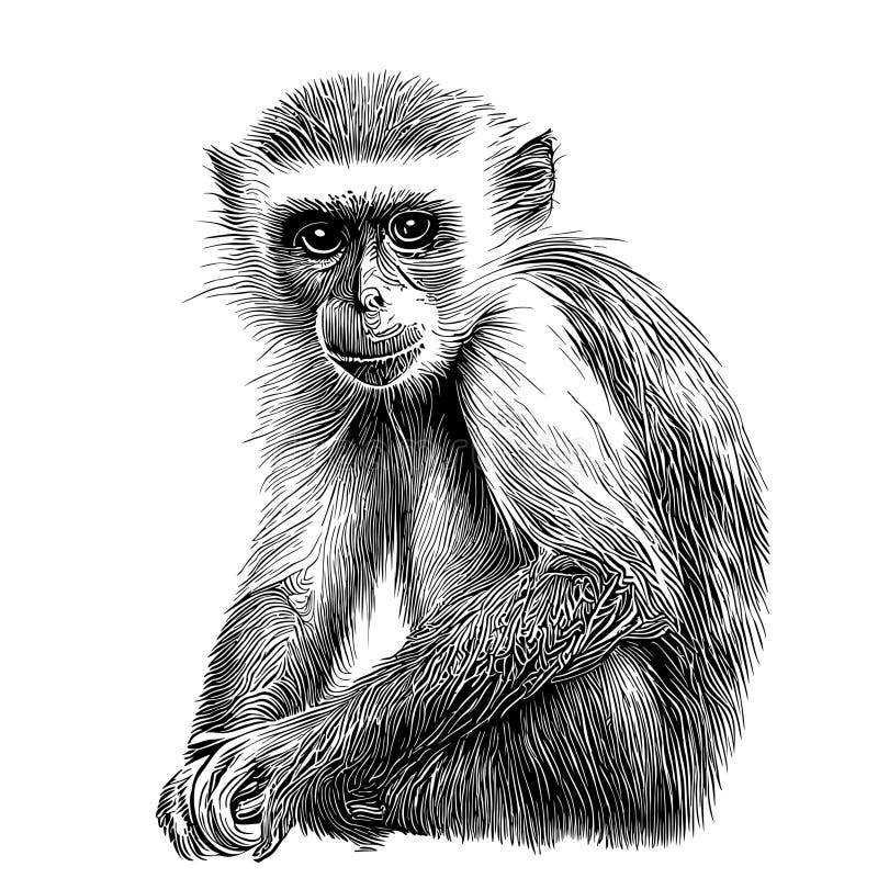 Esboço Desenhado à Mão Com Macaco Desenho Vetorial Ilustração Animais  Selvagens Imagem de Stock - Imagem de pele, sorrir: 275707691