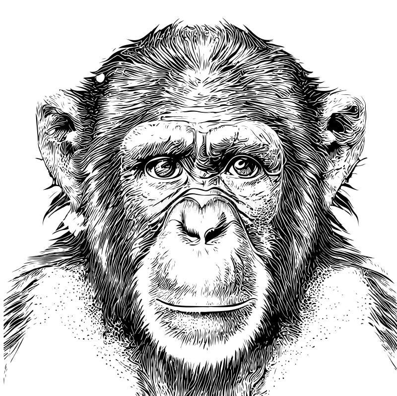 Esboço Desenhado à Mão Com Macaco Desenho Vetorial Ilustração Animais  Selvagens Imagem de Stock - Imagem de pele, sorrir: 275707691