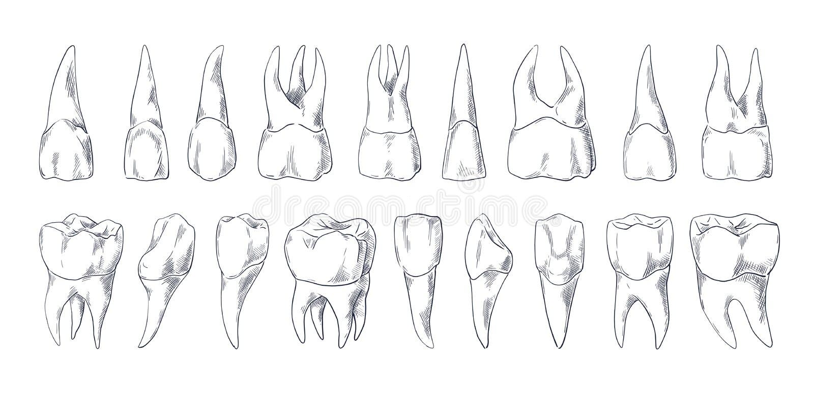 Dentes, Ilustração Do ícone Dentes Do Vampiro Para Desenho Gráfico E Web  Ilustração Stock - Ilustração de disfarce, sangue: 171153355