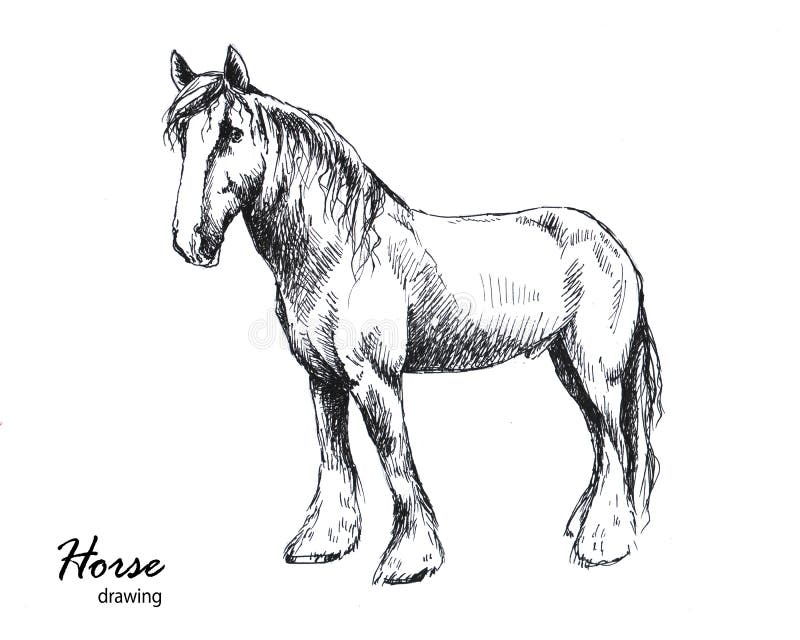 Modelo De Desenho De Criatura Unicórnio Realista. Ilustração Do Vetor  Gráfico Do Cavalo De Desenho Animado a Preto E Branco Ilustração do Vetor -  Ilustração de isolado, preto: 240953172