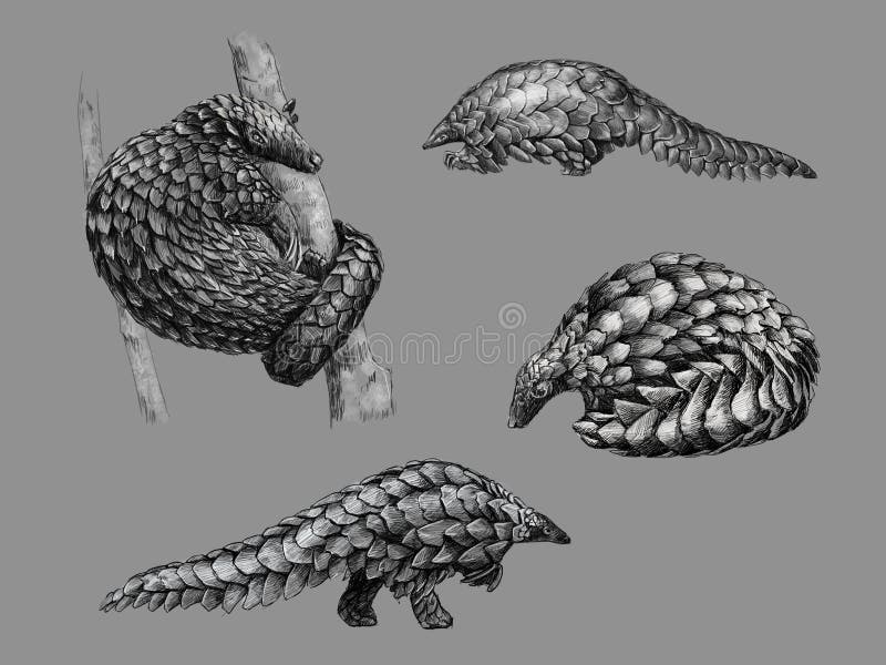 Vetores de Conjunto De Animais Dos Desenhos Animados Para Colorir Livro e  mais imagens de Pangolin - iStock