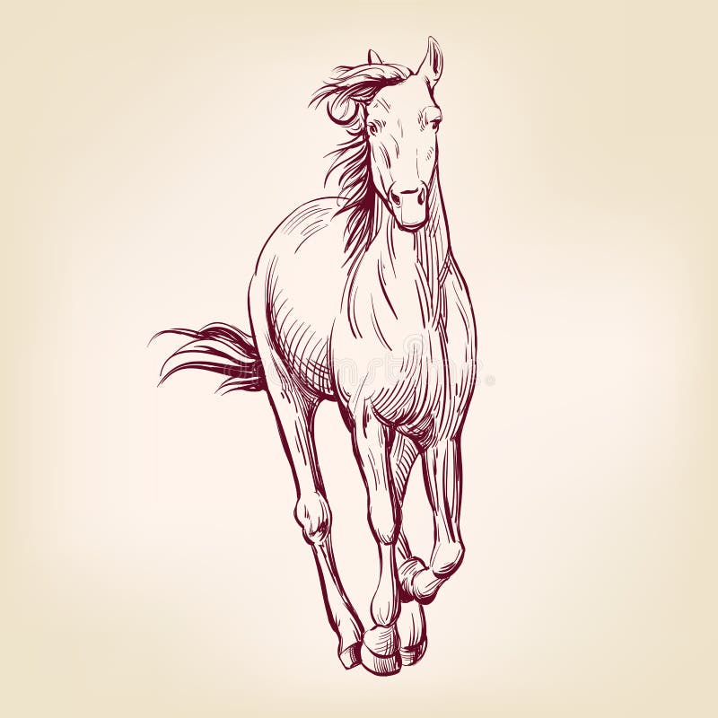 Desenho Realista Do Vetor Desenhado à Mão Com O Logotipo Da Cabeça De Cavalo  Ilustração Stock - Ilustração de cartoon, livre: 273209249