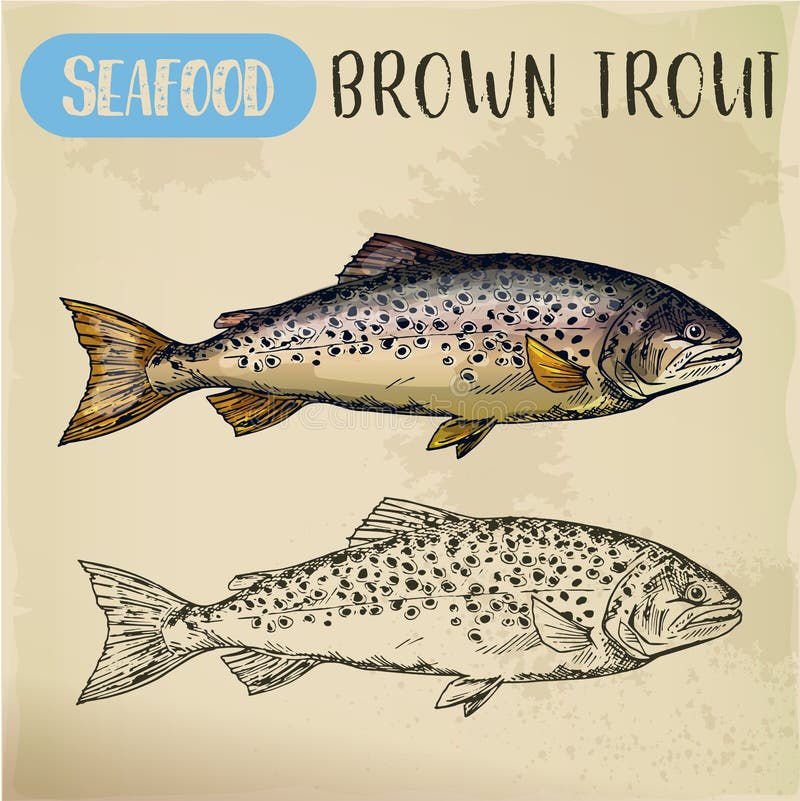 Esboço de Brown ou de truta do finnock Peixes e marisco
