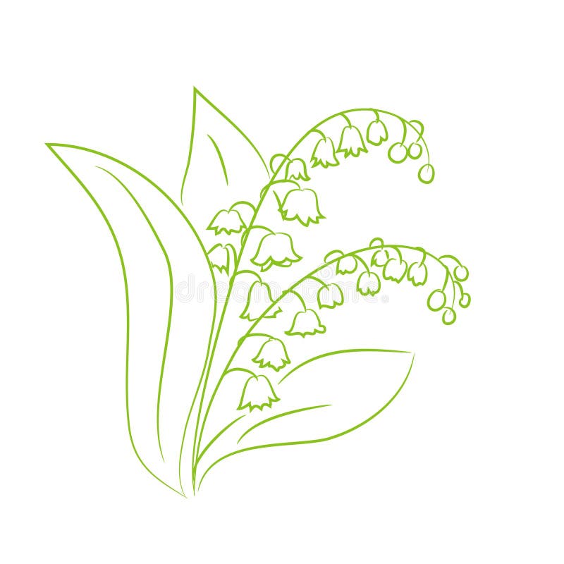 Esboço de um lírio da flor do vale ilustração do vetor Esboço de um lírio da flor do vale ilustração do vetor