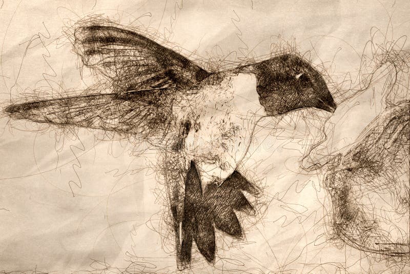 Esboço do colibri preto-Chinned que chega no alimentador para uma refeição ilustração royalty free Esboço do colibri preto-Chinned que chega no alimentador para uma refeição ilustração royalty free