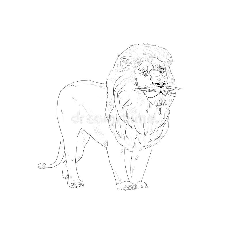 Esboço do rei do leão ilustração royalty free Esboço do rei do leão ilustração royalty free