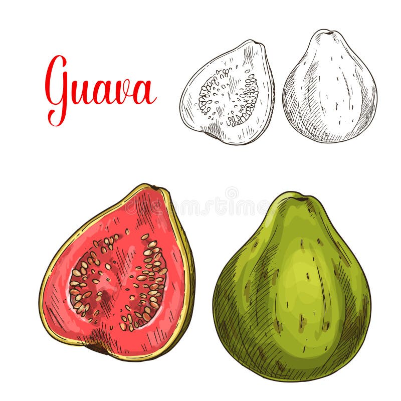 Guava fruit isolated sketch. Whole and half of fresh tropical guava fruit with green peel and pink pulp with seeds. Juice label, fruit drink and cocktail menu, food packaging design. Guava fruit isolated sketch. Whole and half of fresh tropical guava fruit with green peel and pink pulp with seeds. Juice label, fruit drink and cocktail menu, food packaging design