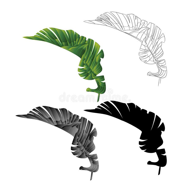 Esboço natural da folha da banana primeiro e planta tropical da silhueta em uma ilustração branca do vetor do vintage do fundo ed ilustração do vetor Esboço natural da folha da banana primeiro e planta tropical da silhueta em uma ilustração branca do vetor do vintage do fundo ed ilustração do vetor