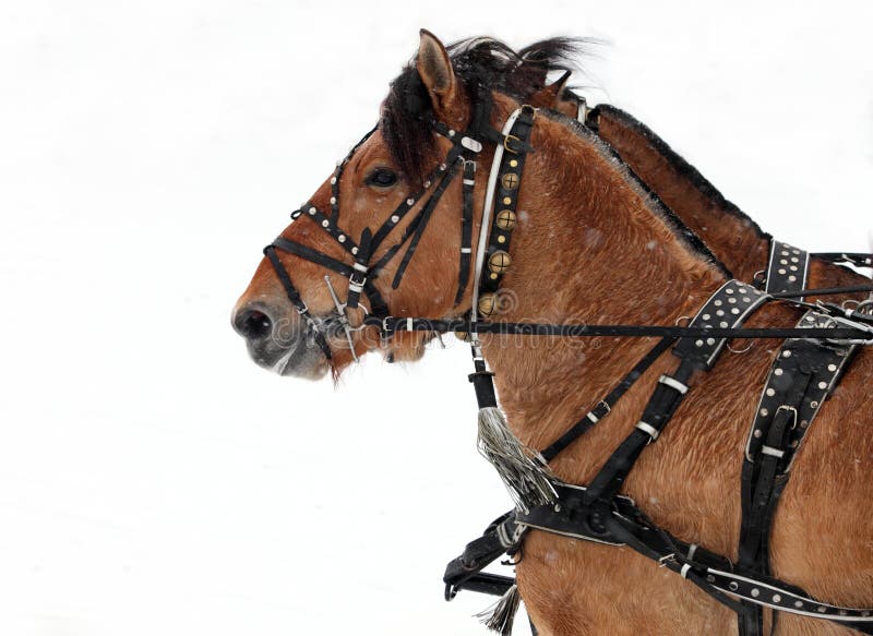Esboço que conduz a equipe do cavalo pronta para ir fotografia de stock Esboço que conduz a equipe do cavalo pronta para ir fotografia de stock