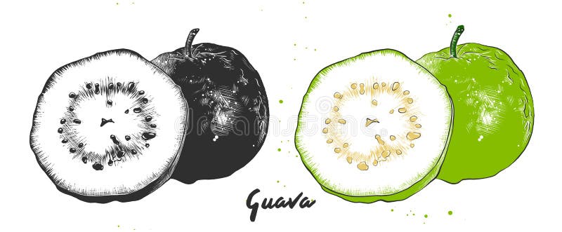 Vector engraved style illustration for posters, decoration, packaging and print. Hand drawn sketch of guava fruit in monochrome and colorful. Detailed vegetarian food drawing. Vector engraved style illustration for posters, decoration, packaging and print. Hand drawn sketch of guava fruit in monochrome and colorful. Detailed vegetarian food drawing