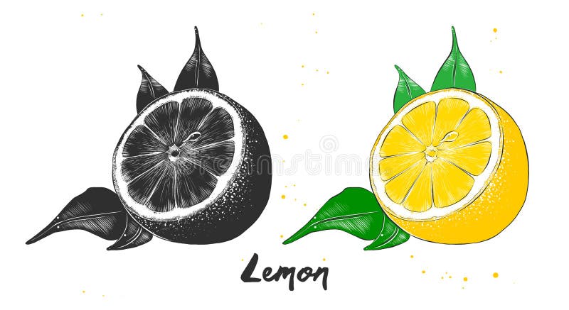 Esboço tirado mão do fruto do limão em monocromático e em colorido Desenho detalhado do alimento do vegetariano ilustração stock Esboço tirado mão do fruto do limão em monocromático e em colorido Desenho detalhado do alimento do vegetariano ilustração stock