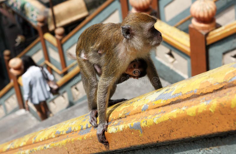 Mãe e filhote de macaco sobem as escadas para as Cavernas de Batu fotografia de stock