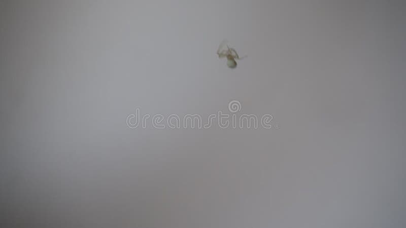 Escalade d'araignée sur le web filmé dans un clip macro. petit arachnid grimpe en gros plan en vidéo. clips vidéos