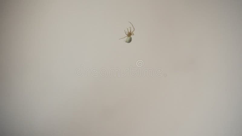 Escalade d'araignée sur le web filmé dans un clip macro. petit arachnid grimpe en gros plan en vidéo. banque de vidéos