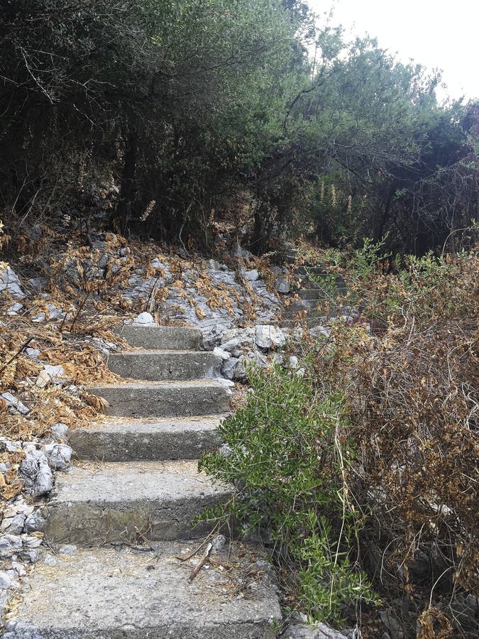 escaleras en la trayectoria de la selva al nowwehre fotos de archivo escaleras en la trayectoria de la selva al nowwehre fotos de archivo