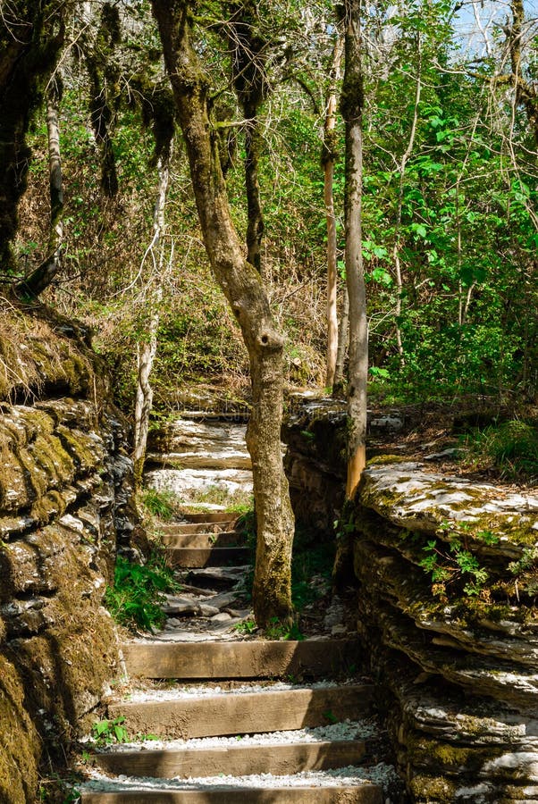 Escalier antique de jungle photographie stock libre de droits Escalier antique de jungle photographie stock libre de droits