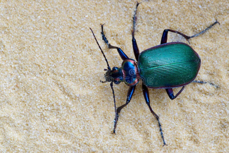 Escarabajo cazador de orugas en la arena imágenes de archivo libres de regalías Escarabajo cazador de orugas en la arena imágenes de archivo libres de regalías
