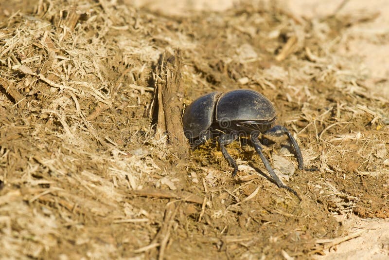 Escarabajo de estiércol que cava en algunos excrementos del elefante fotografía de archivo Escarabajo de estiércol que cava en algunos excrementos del elefante fotografía de archivo