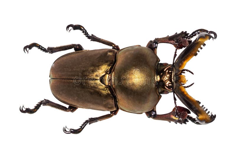 Escarabajo de macho del cervus de Lucanus aislado en blanco imagen de archivo libre de regalías Escarabajo de macho del cervus de Lucanus aislado en blanco imagen de archivo libre de regalías