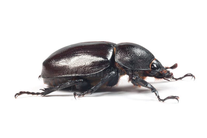 Escarabajo de Rhinceros, Unicorn Beetle imagen de archivo libre de regalías Escarabajo de Rhinceros, Unicorn Beetle imagen de archivo libre de regalías