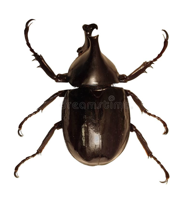 Escarabajo de rinoceronte imagen de archivo libre de regalías Escarabajo de rinoceronte imagen de archivo libre de regalías
