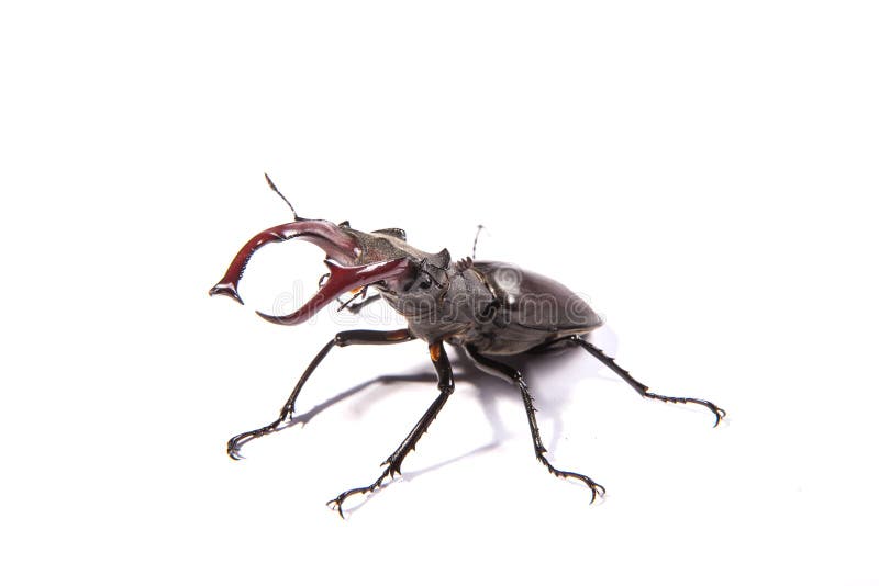 Escarabajo macho grande aislado en un fondo blanco lucanus cervus