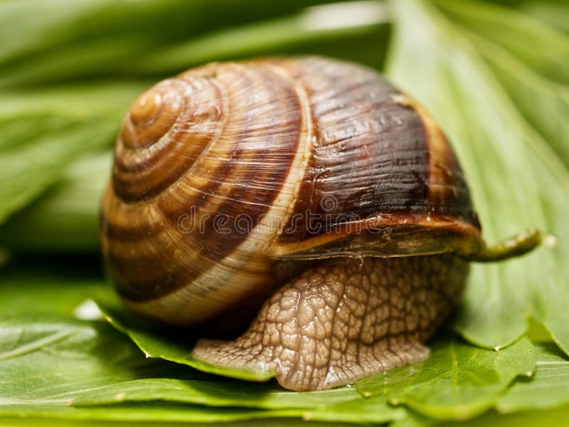 Snail on the leafs background. Snail on the leafs background