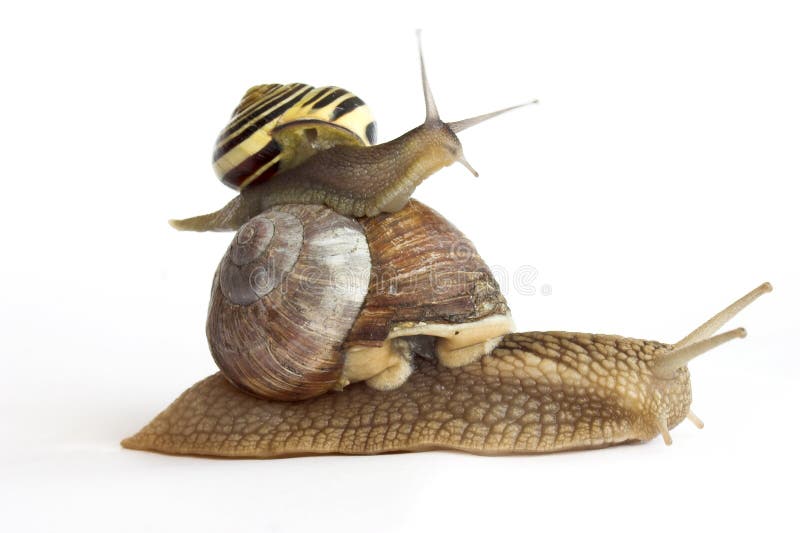 Snail on a white background. Snail on a white background