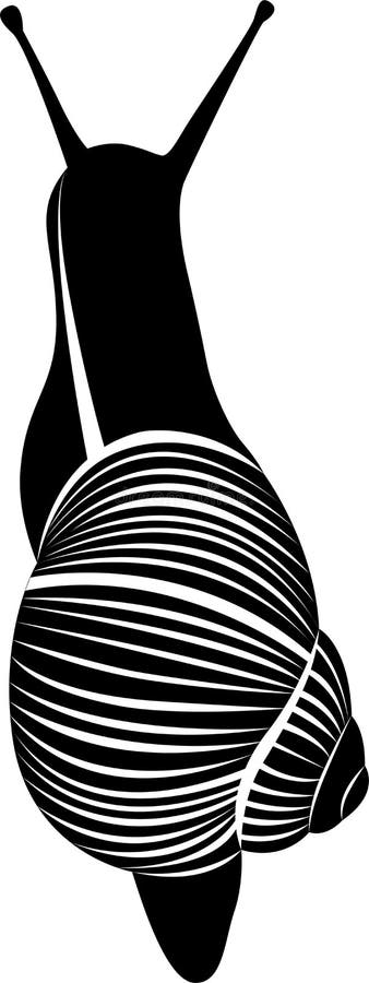 Escargot d'Ahatina d'isolement sur le fond blanc illustration stock Escargot d'Ahatina d'isolement sur le fond blanc illustration stock