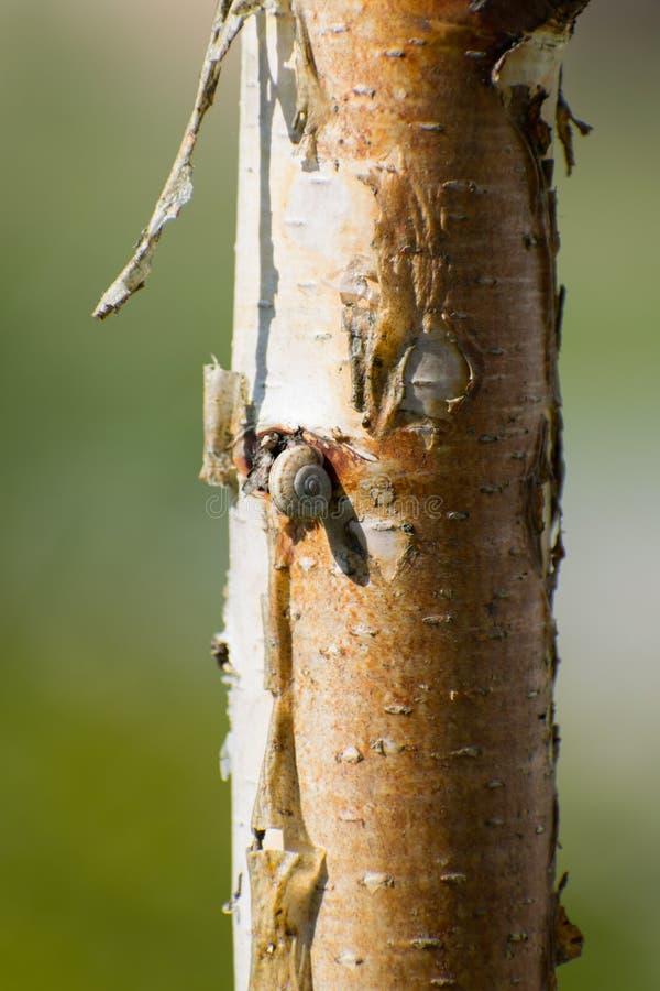 Escargot de de Ð se reposant sur un arbre images libres de droits Escargot de de Ð se reposant sur un arbre images libres de droits