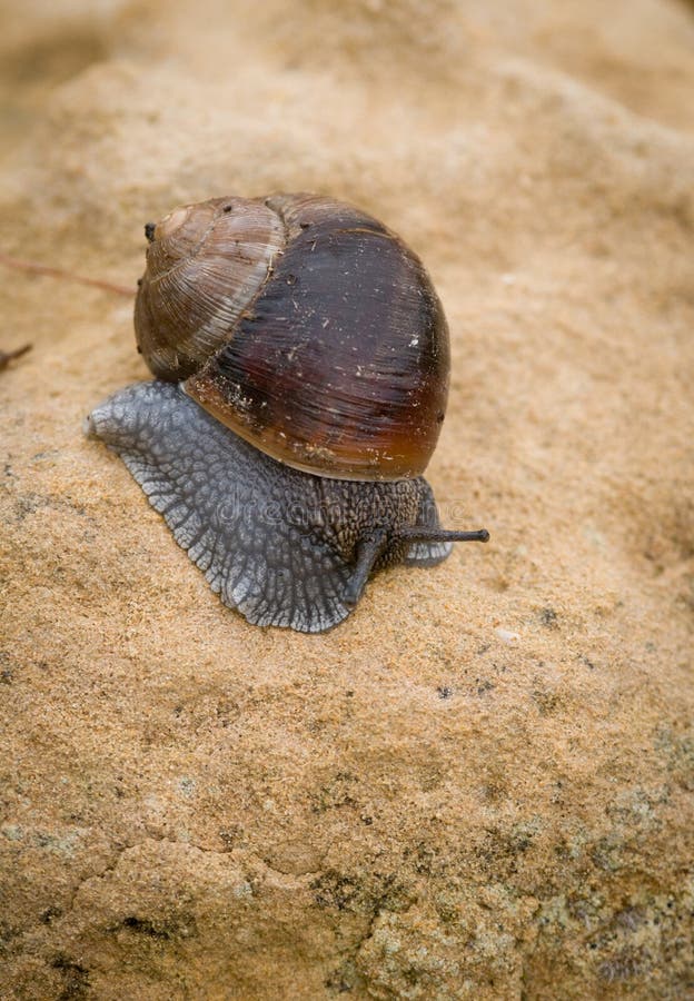 Paulo L Escargot Est Le Plus Lent Escargot, mouvement lent image stock. Image du animal - 42175029