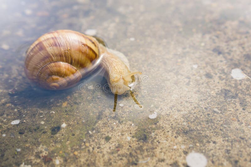 Escargot rampant par l'eau sur le béton après pluie Fermez-vous vers le haut de photos stock Escargot rampant par l'eau sur le béton après pluie Fermez-vous vers le haut de photos stock
