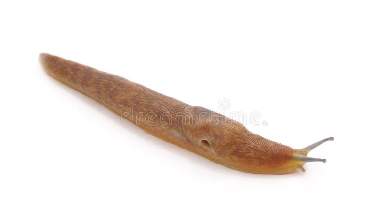 Escargot Sans Coquille Image Stock Image Du Invertebre