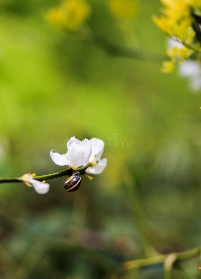 Escargot sur le brunch avec la fleur blanche sur le fond vert photographie stock Escargot sur le brunch avec la fleur blanche sur le fond vert photographie stock